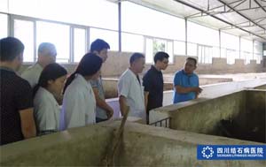 认养生态猪：患者享口福 村民可脱贫(图2)