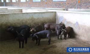 认养生态猪：患者享口福 村民可脱贫(图3)